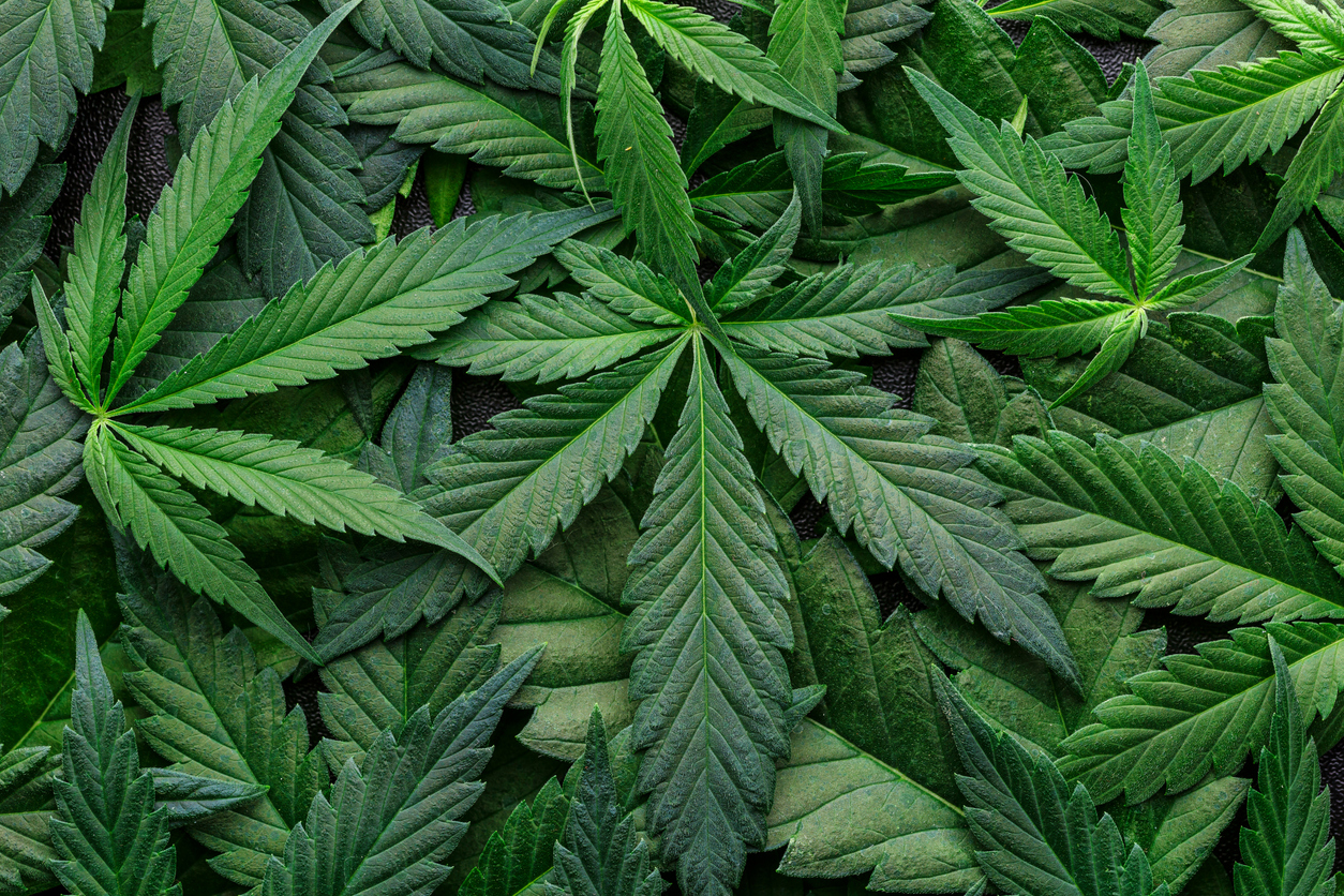 What Would Legalizing Recreational Marijuana Use Mean For Florida?